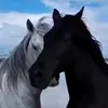 Someone