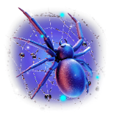Spider on web
