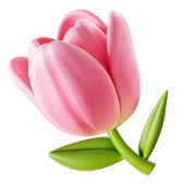 Tulip