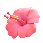 Hibiscus
