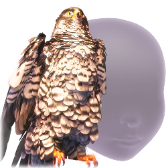 Brave Wing