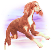 Hunting dog