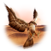 Falcon