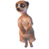 Meerkat
