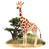 Gerry the Giraffe