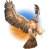 Falcon