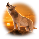 Desert Wolf
