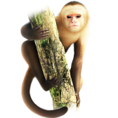 Marvin the Monkey