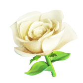 White Rose