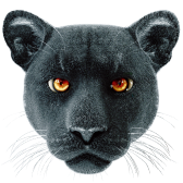 Panther