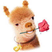 Llama Greetings