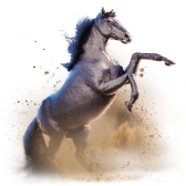 Arabian Stallion