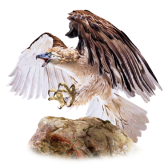 Philippine Eagle