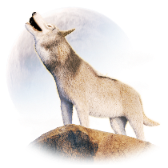 Desert Wolf