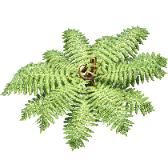Silver Fern