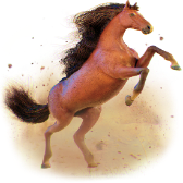 Stallion