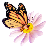 Flying Butterfly