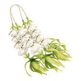 Sampaguita