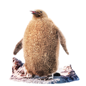 Fluffy Penguin