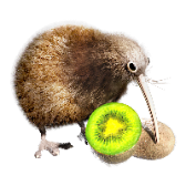 Kiwi Bird