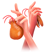 Castanets ES