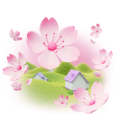 Cherry Blossoms