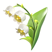 Lily of the valley